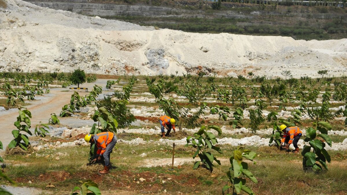 SIG tancapkan 500 lebih pohon di area pascatambang di pabrik Tuban